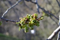 ⑦通り抜けの桜