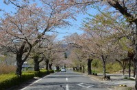 ①北桜通り　散り始め