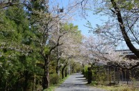 ②南桜通り　散り始め