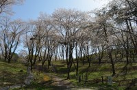 ④野土山　散り始め