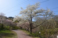 ⑤通り抜けの桜　2～3分咲き