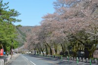 ③宝登山参道　散り始め