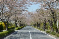 ①北桜通り　散り始め