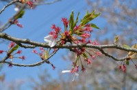 ①北桜通り