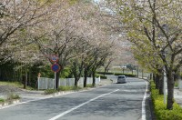 ①北桜通り