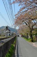 ②南桜通り　散り始め