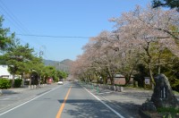 ③宝登山参道　散り始め