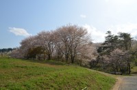 ④野土山　散り始め
