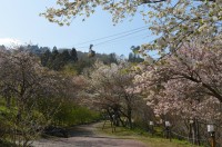 ⑤長瀞通り抜けの桜　3分咲き