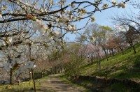 ⑤長瀞通り抜けの桜
