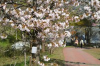 ⑤長瀞通り抜けの桜