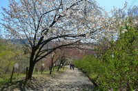 通り抜けの桜