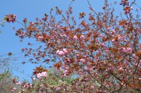 関山（かんざん）