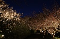 ライトアップの様子