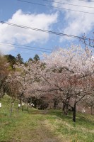 長瀞「通り抜けの桜」4分～5分咲き