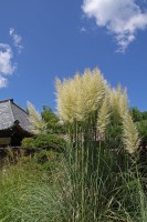 道光寺のオバナ→2~3分咲き 道光寺のオバナ→2~3分咲き