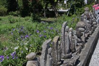 多宝寺のキキョウ→4分咲き 多宝寺のキキョウ→4分咲き