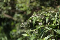 法善寺のフジバカマ→咲き始め 法善寺のフジバカマ→咲き始め