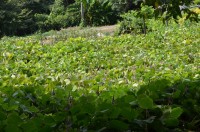 遍照寺の葛→満開 遍照寺の葛→満開