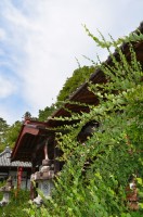 洞昌院の萩→咲き始め 洞昌院の萩→咲き始め