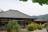 道光寺の尾花→3分咲き 道光寺の尾花→3分咲き