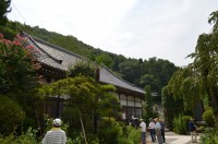 法善寺の藤袴→未開花 法善寺の藤袴→未開花