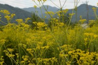 真性寺の女郎花→8分咲き 真性寺の女郎花→8分咲き