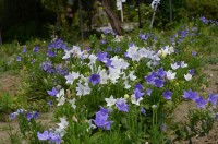 多宝寺の桔梗→4分咲き 多宝寺の桔梗→4分咲き