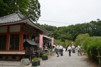 不動寺の撫子→未開花 不動寺の撫子→未開花