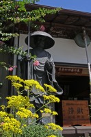 真性寺のオミナエシ→満開 真性寺のオミナエシ→満開