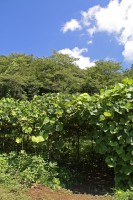 遍照寺のクズ→満開 遍照寺のクズ→満開