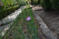 不動寺のナデシコ→咲き始め 不動寺のナデシコ→咲き始め