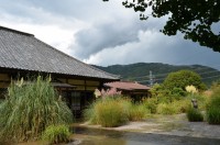 道光寺のオバナ→3分咲き 道光寺のオバナ→3分咲き