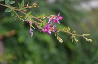 洞昌院のハギ→咲き始め 洞昌院のハギ→咲き始め