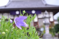 多宝寺のキキョウ→4~5分咲き 多宝寺のキキョウ→4~5分咲き