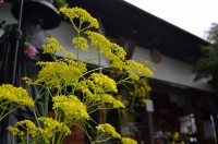 真性寺のオミナエシ→満開 真性寺のオミナエシ→満開