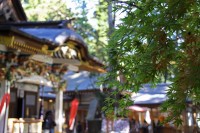 宝登山神社→今週末より見頃