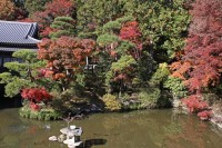 宝登山神社→見頃