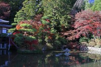 宝登山神社→落葉始まり 宝登山神社→落葉始まり