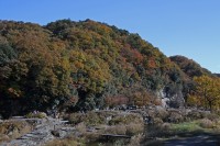 岩畳→見頃 岩畳→見頃