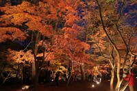 月の石もみじ公園(ライトアップ)→落葉始まり 月の石もみじ公園(ライトアップ)→落葉始まり