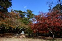 月の石もみじ公園→ほぼ見頃(ライトアップ11/16~12/1) 月の石もみじ公園→ほぼ見頃(ライトアップ11/16~12/1)
