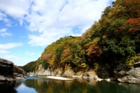 岩畳周辺→見頃 岩畳周辺→見頃