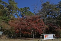 月の石もみじ公園→ほぼ見頃 月の石もみじ公園→ほぼ見頃