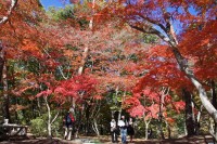 月の石もみじ公園(日中)→見頃 月の石もみじ公園(日中)→見頃