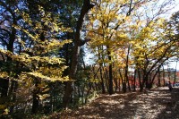 月の石もみじ公園→落葉中 月の石もみじ公園→落葉中