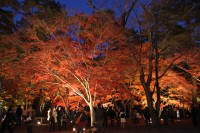 月の石もみじ公園→見頃 月の石もみじ公園→見頃