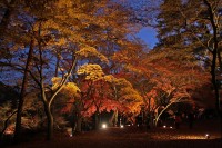 月の石もみじ公園(ライトアップ)→落葉中 月の石もみじ公園(ライトアップ)→落葉中