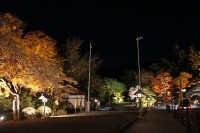 宝登山神社(ライトアップ)→落葉始まり 宝登山神社(ライトアップ)→落葉始まり