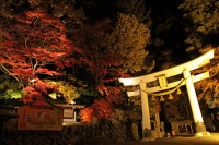 宝登山神社ライトアップ→見頃 宝登山神社ライトアップ→見頃